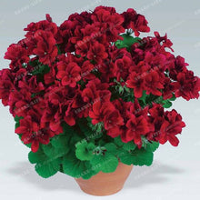 Two-color Red White 100 pcs Rare Geranium Seeds, Variegated Geranium Potted Winter Garden Flower,Bonsai Potted Flower Plant