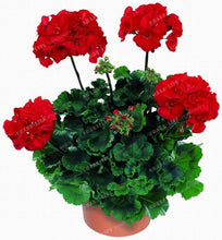 Two-color Red White 100 pcs Rare Geranium Seeds, Variegated Geranium Potted Winter Garden Flower,Bonsai Potted Flower Plant