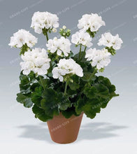 Two-color Red White 100 pcs Rare Geranium Seeds, Variegated Geranium Potted Winter Garden Flower,Bonsai Potted Flower Plant