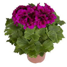 Two-color Red White 100 pcs Rare Geranium Seeds, Variegated Geranium Potted Winter Garden Flower,Bonsai Potted Flower Plant