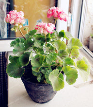 Two-color Red White 100 pcs Rare Geranium Seeds, Variegated Geranium Potted Winter Garden Flower,Bonsai Potted Flower Plant