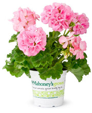 Two-color Red White 100 pcs Rare Geranium Seeds, Variegated Geranium Potted Winter Garden Flower,Bonsai Potted Flower Plant