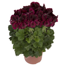 Two-color Red White 100 pcs Rare Geranium Seeds, Variegated Geranium Potted Winter Garden Flower,Bonsai Potted Flower Plant