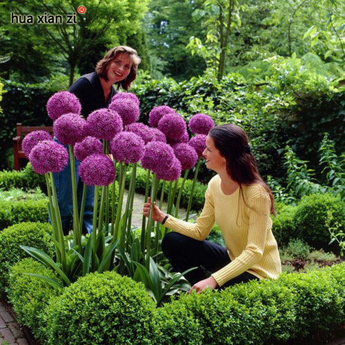 Purple Giant Allium Beautiful Flower Seeds Garden Plant Rare Flower 30 Particles / lot