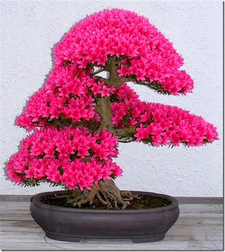 Bonsai Tree japanese sakura seeds 10pcs ,bonsai flower Cherry Blossoms free shipping