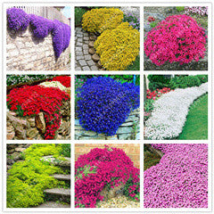 rock cress flower seeds 100 pcs/bag Creeping Thyme Seeds or Multi-color ROCK CRESS Seeds