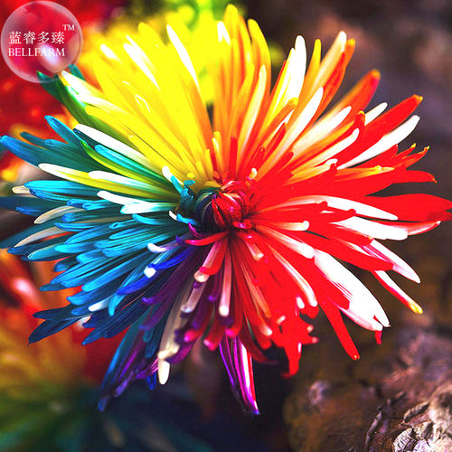 BELLFARM Cute Rainbow Chrysanthemum Livingstone China Aster Seeds, 100 Seeds, garden plant flowers E3560