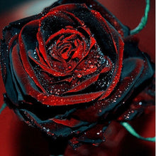 Flower pots planters , 20 Kinds Of 100 Seeds, Rainbow rose seeds Beautiful rose seed Bonsai plants Seeds for home & garden