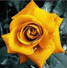 Flower pots planters , 20 Kinds Of 100 Seeds, Rainbow rose seeds Beautiful rose seed Bonsai plants Seeds for home & garden