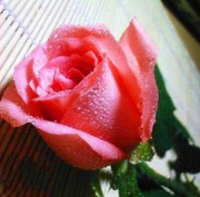 Flower pots planters , 20 Kinds Of 100 Seeds, Rainbow rose seeds Beautiful rose seed Bonsai plants Seeds for home & garden