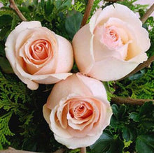 Flower pots planters , 20 Kinds Of 100 Seeds, Rainbow rose seeds Beautiful rose seed Bonsai plants Seeds for home & garden