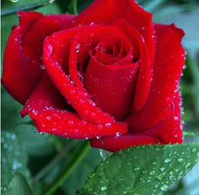 Flower pots planters , 20 Kinds Of 100 Seeds, Rainbow rose seeds Beautiful rose seed Bonsai plants Seeds for home & garden