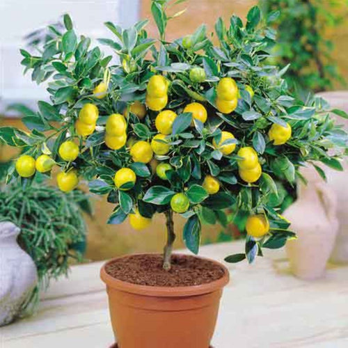 Lemon Seeds 50 pieces/bag Lemon Tree Seeds  bonsai Fruit Seed For Home Garden Bonsai Flower Seed