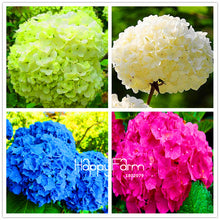 Genuine! 100 Pieces/Pack Hydrangea Seeds Mixed Hydrangea Flowers Home plant Bonsai Viburnum