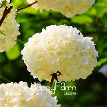 Genuine! 100 Pieces/Pack Hydrangea Seeds Mixed Hydrangea Flowers Home plant Bonsai Viburnum