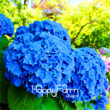 Genuine! 100 Pieces/Pack Hydrangea Seeds Mixed Hydrangea Flowers Home plant Bonsai Viburnum