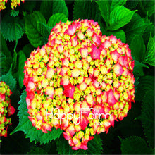 Genuine! 100 Pieces/Pack Hydrangea Seeds Mixed Hydrangea Flowers Home plant Bonsai Viburnum