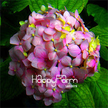 Genuine! 100 Pieces/Pack Hydrangea Seeds Mixed Hydrangea Flowers Home plant Bonsai Viburnum