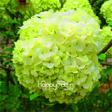 Genuine! 100 Pieces/Pack Hydrangea Seeds Mixed Hydrangea Flowers Home plant Bonsai Viburnum