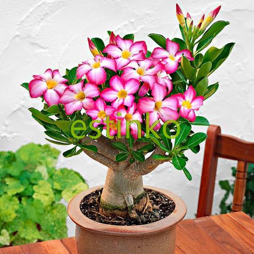 Genuine Desert Rose Seeds 1pcs Adenium Obesum Seeds Flower Bonsai Seeds Air Purification Home Garden Potted Flower