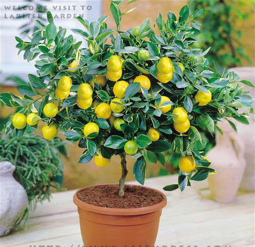 2017 Real Promotion 20pcs Garden Plants With Instructions Bonsai Lemon Tree Seeds High Survival Rate Fruit For Home Backyard