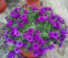 Liesl Tri-color Rare Petunia Annual Flower Seeds, Professional Pack, 100 Seeds / Pack, Blooms and Fine Frosting