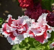 Liesl Tri-color Rare Petunia Annual Flower Seeds, Professional Pack, 100 Seeds / Pack, Blooms and Fine Frosting