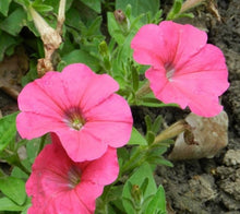 Liesl Tri-color Rare Petunia Annual Flower Seeds, Professional Pack, 100 Seeds / Pack, Blooms and Fine Frosting