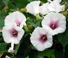 Liesl Tri-color Rare Petunia Annual Flower Seeds, Professional Pack, 100 Seeds / Pack, Blooms and Fine Frosting