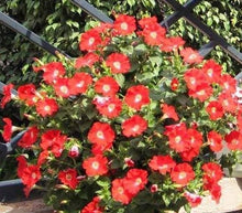 Liesl Tri-color Rare Petunia Annual Flower Seeds, Professional Pack, 100 Seeds / Pack, Blooms and Fine Frosting