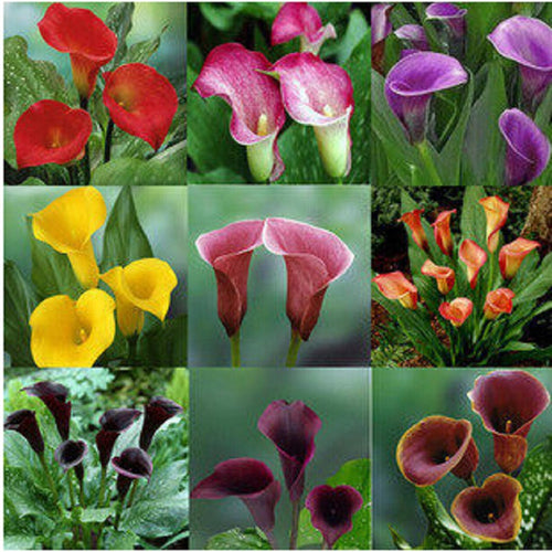 Colorful Calla Lily Seed Rare Plants Flowers Seeds(not Calla Lily Bulbs) -20 Seeds Promotions Bonsai