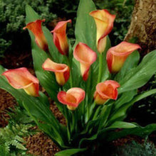 Colorful Calla Lily Seed Rare Plants Flowers Seeds(not Calla Lily Bulbs) -20 Seeds Promotions Bonsai