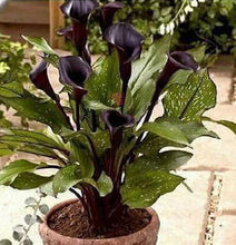 Colorful Calla Lily Seed Rare Plants Flowers Seeds(not Calla Lily Bulbs) -20 Seeds Promotions Bonsai