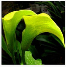 Colorful Calla Lily Seed Rare Plants Flowers Seeds(not Calla Lily Bulbs) -20 Seeds Promotions Bonsai