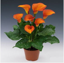 Colorful Calla Lily Seed Rare Plants Flowers Seeds(not Calla Lily Bulbs) -20 Seeds Promotions Bonsai