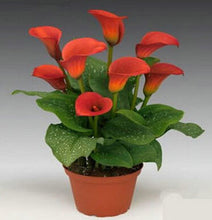 Colorful Calla Lily Seed Rare Plants Flowers Seeds(not Calla Lily Bulbs) -20 Seeds Promotions Bonsai