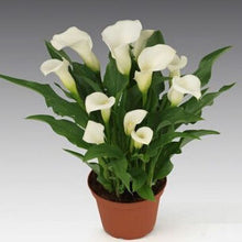 Colorful Calla Lily Seed Rare Plants Flowers Seeds(not Calla Lily Bulbs) -20 Seeds Promotions Bonsai