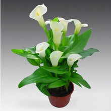 Colorful Calla Lily Seed Rare Plants Flowers Seeds(not Calla Lily Bulbs) -20 Seeds Promotions Bonsai