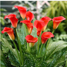 Colorful Calla Lily Seed Rare Plants Flowers Seeds(not Calla Lily Bulbs) -20 Seeds Promotions Bonsai