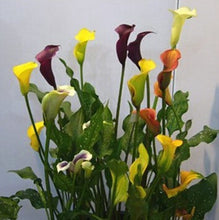 Colorful Calla Lily Seed Rare Plants Flowers Seeds(not Calla Lily Bulbs) -20 Seeds Promotions Bonsai