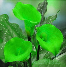 Colorful Calla Lily Seed Rare Plants Flowers Seeds(not Calla Lily Bulbs) -20 Seeds Promotions Bonsai