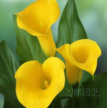 Colorful Calla Lily Seed Rare Plants Flowers Seeds(not Calla Lily Bulbs) -20 Seeds Promotions Bonsai