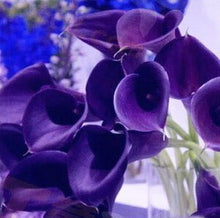 Colorful Calla Lily Seed Rare Plants Flowers Seeds(not Calla Lily Bulbs) -20 Seeds Promotions Bonsai