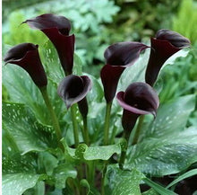 Colorful Calla Lily Seed Rare Plants Flowers Seeds(not Calla Lily Bulbs) -20 Seeds Promotions Bonsai