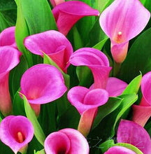 Colorful Calla Lily Seed Rare Plants Flowers Seeds(not Calla Lily Bulbs) -20 Seeds Promotions Bonsai