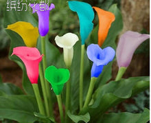 Colorful Calla Lily Seed Rare Plants Flowers Seeds(not Calla Lily Bulbs) -20 Seeds Promotions Bonsai