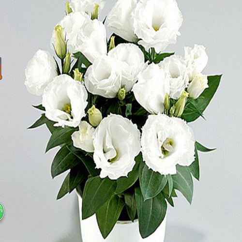 Eustoma Seeds Perennial Flowering Plants  Potted Flowers Seeds Lisianthus  100 seeds free ship