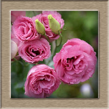 Eustoma Seeds Perennial Flowering Plants  Potted Flowers Seeds Lisianthus  100 seeds free ship