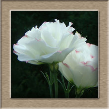 Eustoma Seeds Perennial Flowering Plants  Potted Flowers Seeds Lisianthus  100 seeds free ship