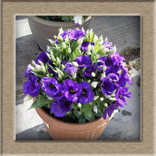 Eustoma Seeds Perennial Flowering Plants  Potted Flowers Seeds Lisianthus  100 seeds free ship